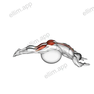 Reverse Hyper extension (on stability ball) exercise targeting Thighs and Erector Spinae