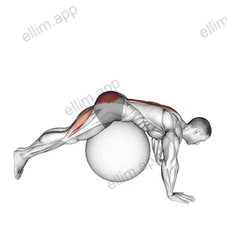 Reverse Hyperextension on Stability Ball exercise targeting Hips