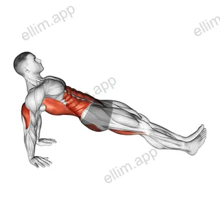 Reverse plank exercise targeting Back and Gluteus Maximus