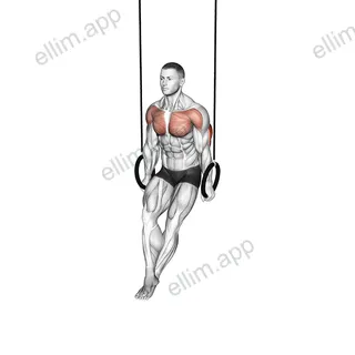 Ring Dips exercise targeting Upper Arms and Triceps Brachii