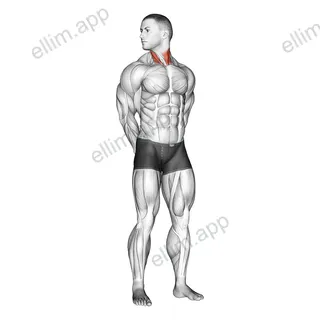 Rotating Neck Stretch exercise targeting Neck