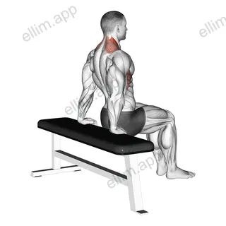 Scapula Dips exercise targeting Back and Levator Scapulae