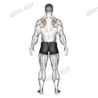 Scapula Elevation Depression exercise targeting Back