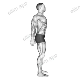 Scapula Retraction Protraction exercise targeting Back