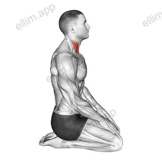 Seated Chin Tuck exercise targeting Neck