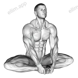 Seated Groin Stretch exercise targeting Hips and Adductor Brevis