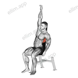 Seated Lower Back Stretch exercise targeting Back and Latissimus Dorsi