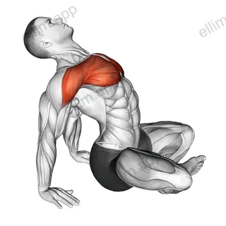 Seated Sky Look exercise targeting Chest and Deltoid Anterior