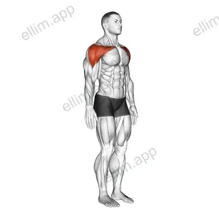 Shoulder - Abduction exercise targeting Shoulders