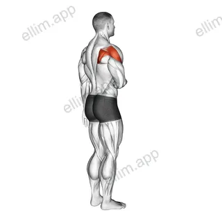 Shoulder - Lateral Rotation (External Rotation) exercise targeting Shoulders