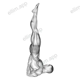 Shoulder Stand Yoga Pose exercise targeting Waist and Gluteus Maximus