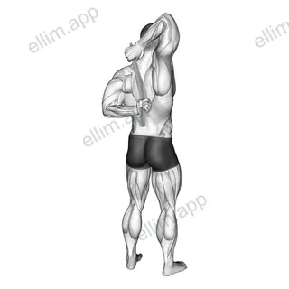 Shoulder Stretch With Towel Behind The Back exercise targeting Shoulders