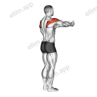 Shoulder - Transverse Abduction exercise targeting Shoulders