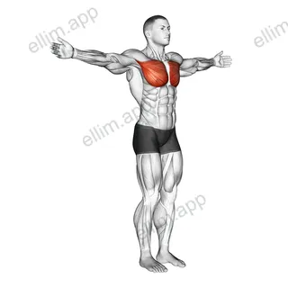 Shoulder - Transverse Adduction exercise targeting Shoulders