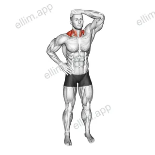 Side Neck Stretch exercise targeting Neck and Sternocleidomastoid
