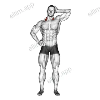 Side Push Neck Stretch exercise targeting Neck and Levator Scapulae