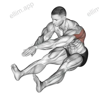 Sitting Bent Over Back Stretch exercise targeting Back and Erector Spinae