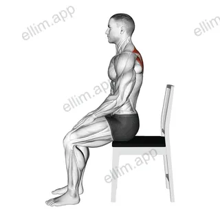 Sitting Scapular Adduction exercise targeting Back