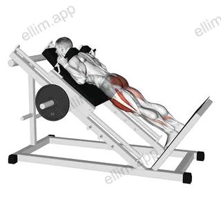 Sled Reverse Hack Squat exercise targeting Thighs and Gluteus Maximus