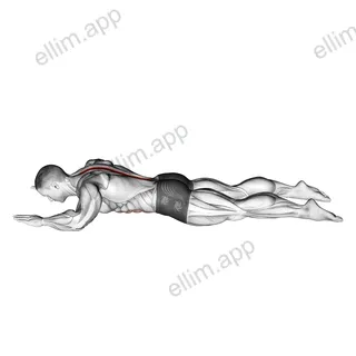 Sphinx exercise targeting Back and Erector Spinae