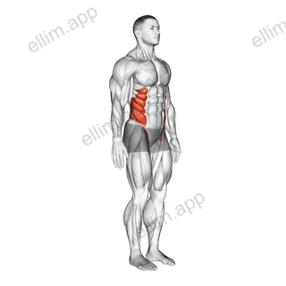 Spine (Lumbar) - Lateral Flexion exercise targeting Hips