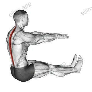 Spine Stretch exercise targeting Back and Erector Spinae