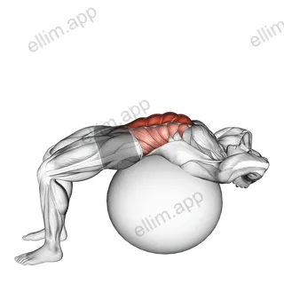 Stability Ball Crunch (Full range hands behind head) exercise targeting Waist and Rectus Abdominis