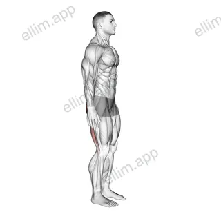 Standing Back Extension And Flexion exercise targeting Hips