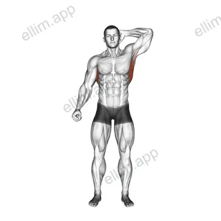 Standing Lateral Stretch exercise targeting Back and Latissimus Dorsi