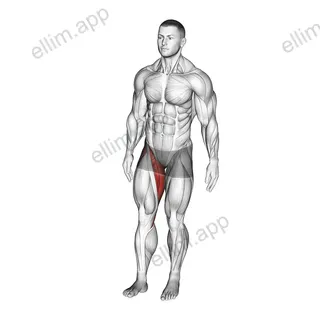 Standing Leg Circle exercise targeting Hips and Adductor Brevis