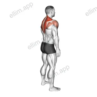 Standing Scapular Rotation exercise targeting Back