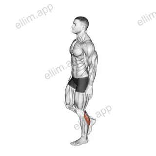 Standing Single Leg Calf Raise Balance exercise targeting Calves