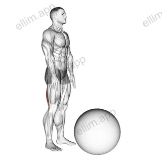 Standing Straight Leg Hamstring Contract Relax on Exercise Ball exercise targeting Thighs