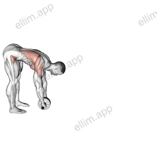 Standing Wheel Rollout exercise targeting Waist and Iliopsoas