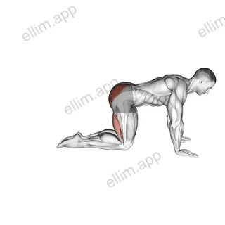 Straight Leg Kickback (kneeling) exercise targeting Hips and Gluteus Maximus