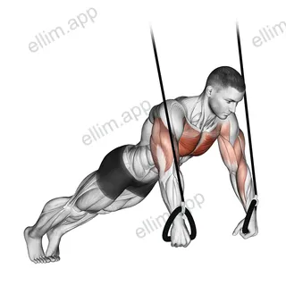 Suspended Push Up exercise targeting Chest