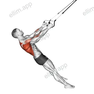 Suspender Row exercise targeting Back