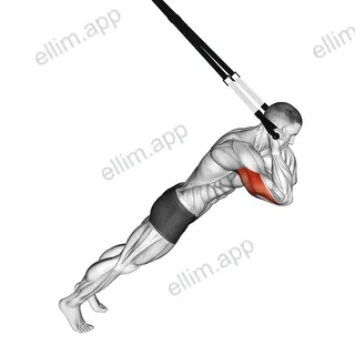 Suspension Triceps Extension exercise targeting Upper Arms