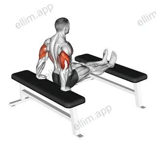 Triceps Dip (bench leg) exercise targeting Upper Arms and Triceps Brachii