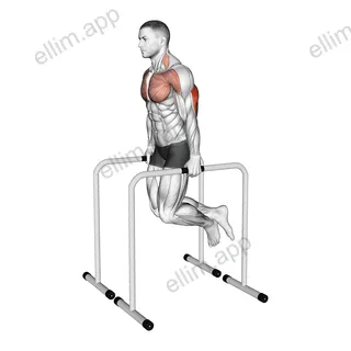Triceps Dip on High Parallel Bars exercise targeting Upper Arms
