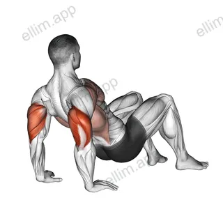 Triceps Dips Floor exercise targeting Upper Arms and Triceps Brachii