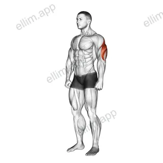 Triceps Stretch exercise targeting Upper Arms and Triceps Brachii