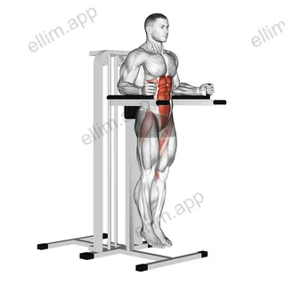 Vertical Leg Raise (on parallel bars) exercise targeting Hips and Iliopsoas