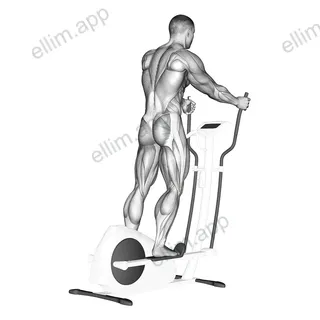 Walk (equipment) exercise targeting Cardio