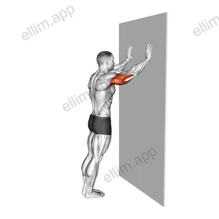 Wall Pulse exercise targeting Upper Arms and Triceps Brachii