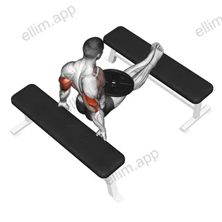 Weighted Bench Dip exercise targeting Upper Arms and Triceps Brachii