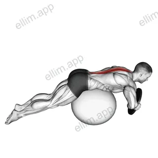 Weighted Hyperextension (on stability ball) exercise targeting Waist and Erector Spinae