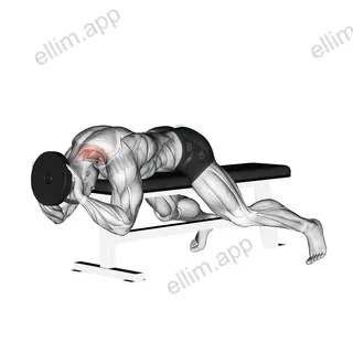 Weighted Lying Neck Extension exercise targeting Neck and Splenius