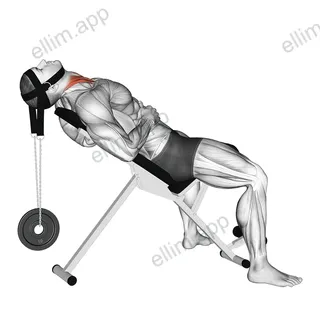 Weighted Lying Neck Flexion (with head harness) exercise targeting Neck