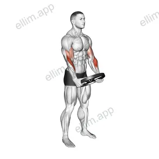 Weighted Plate Standing Biceps Curl exercise targeting Forearms